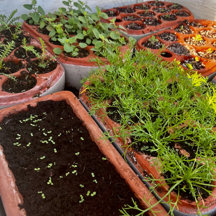 Perennials from seed growing in Orta self-watering seed pots