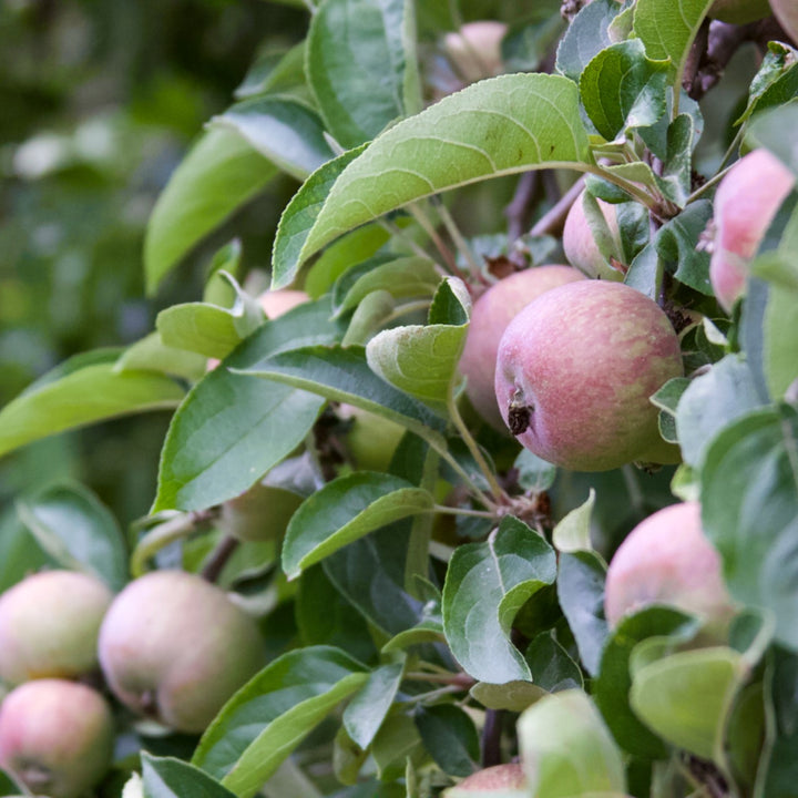 This Weekend:  Plan Ahead for Fruit Trees, Even in Containers