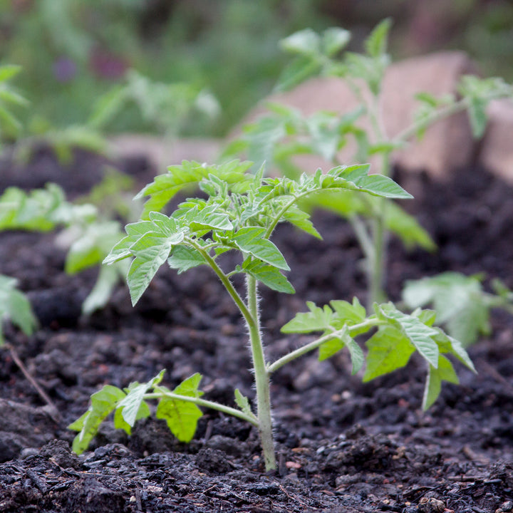 How to transplant tomatoes