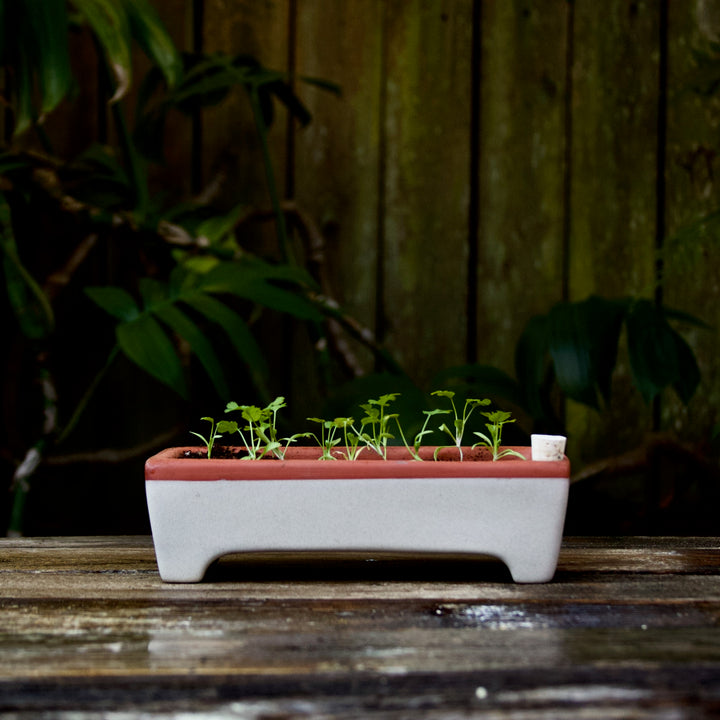 Self-Watering Seed Pots