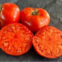 Special Order Tomato SIX Variety Sampler Pack