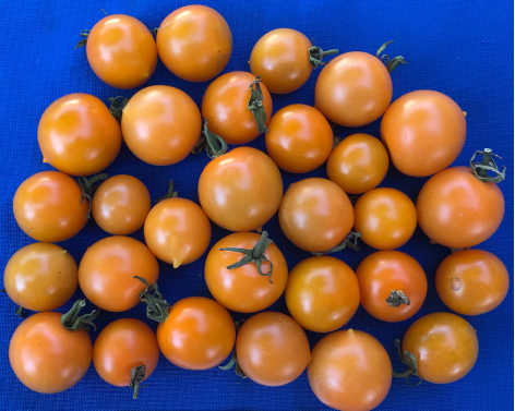 Special Order Tomato SIX Variety Sampler Pack – Orta Gardens