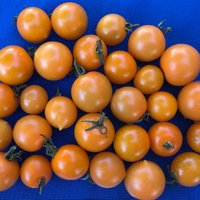 Special Order Tomato SIX Variety Sampler Pack