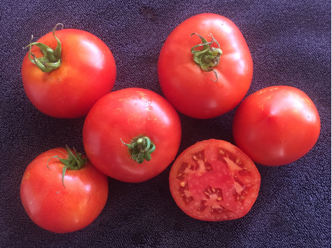 Special Order Tomato SIX Variety Sampler Pack – Orta Gardens