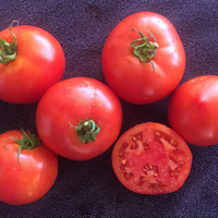 Special Order Tomato SIX Variety Sampler Pack