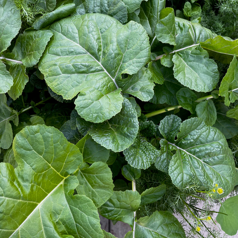 Ethiopian Kale – Orta Gardens