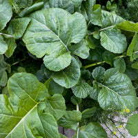 Ethiopian Kale