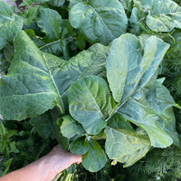 Ethiopian Kale