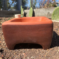 Square Self-Watering Seed Tray