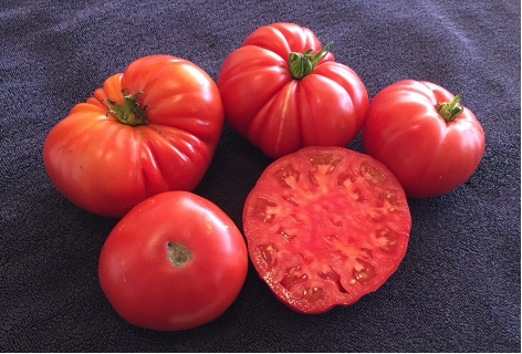 Special Order Tomato SIX Variety Sampler Pack