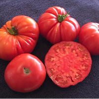 Special Order Tomato SIX Variety Sampler Pack