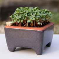 Self-Watering Microgreen Kit