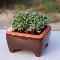 Self-Watering Microgreen Kit