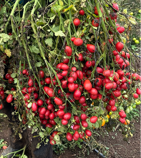 Special Order Tomato SIX Variety Sampler Pack