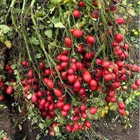Special Order Tomato SIX Variety Sampler Pack