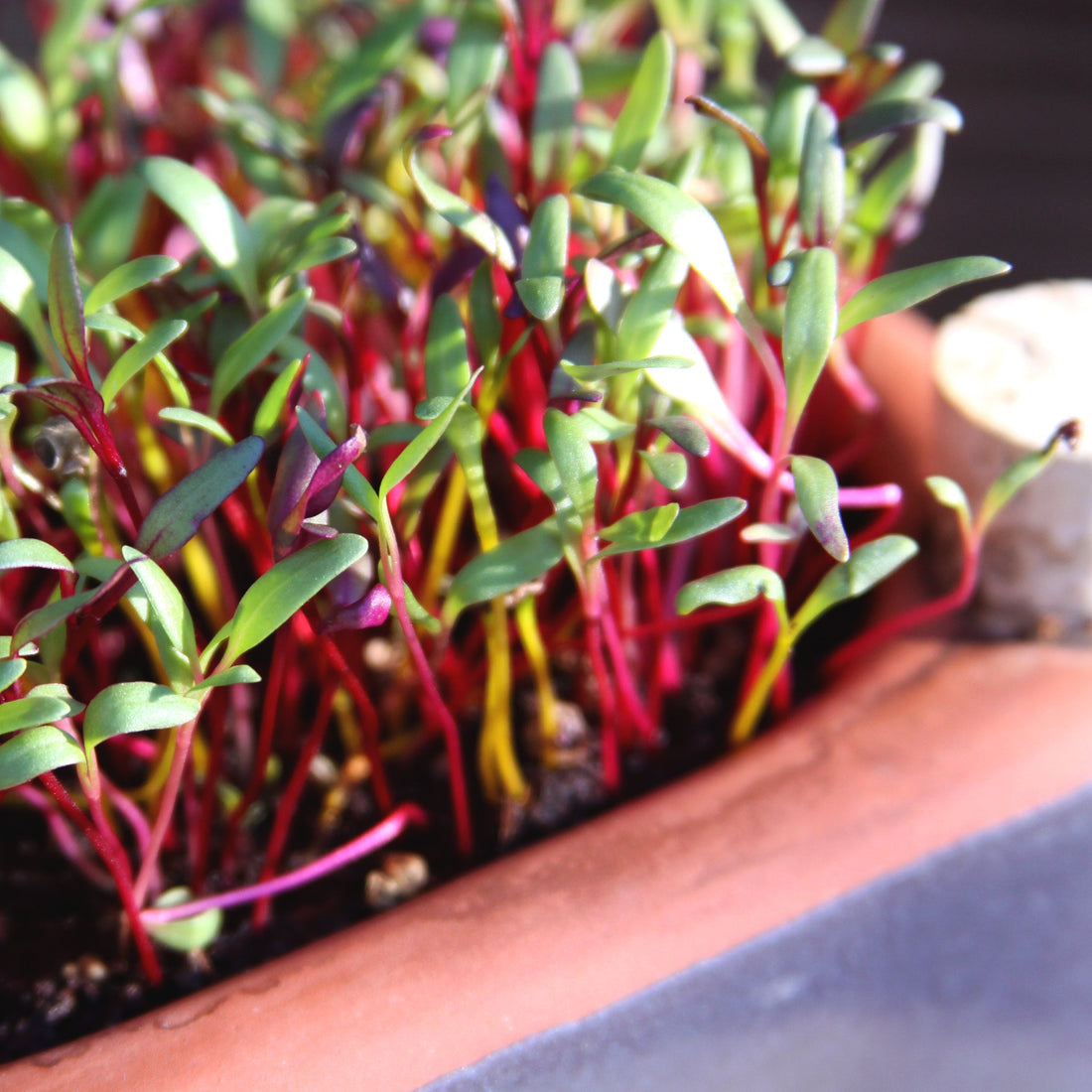 Bundle of FOUR Microgreen Kits