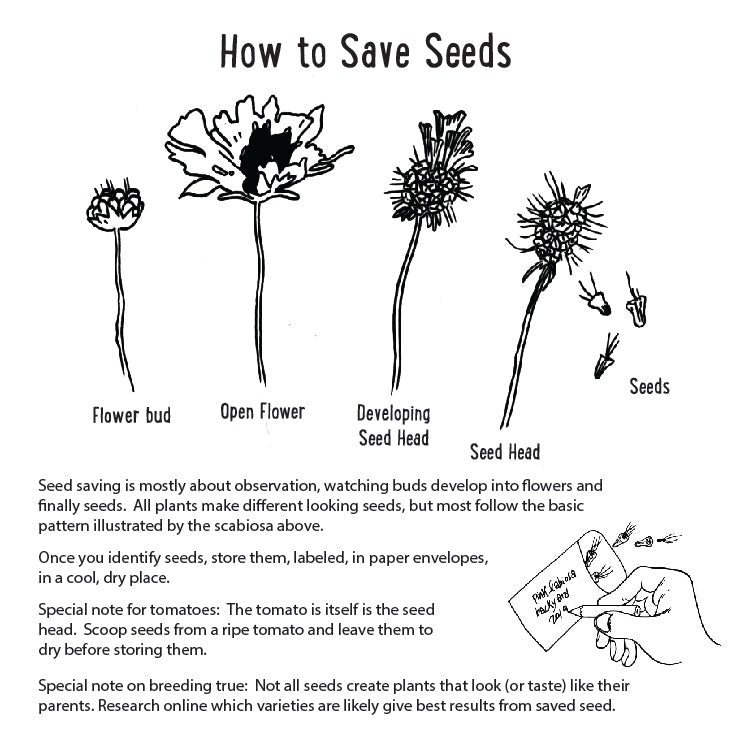 Bundle of FOUR Microgreen Kits