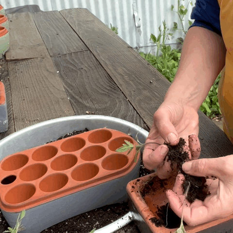 Flash Sale! 35% Off (ended July 28, 2024 at 9:00 pm) Square Self-Watering Seed Tray