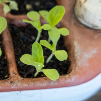 Food Security Beginner Seed Starter Kit