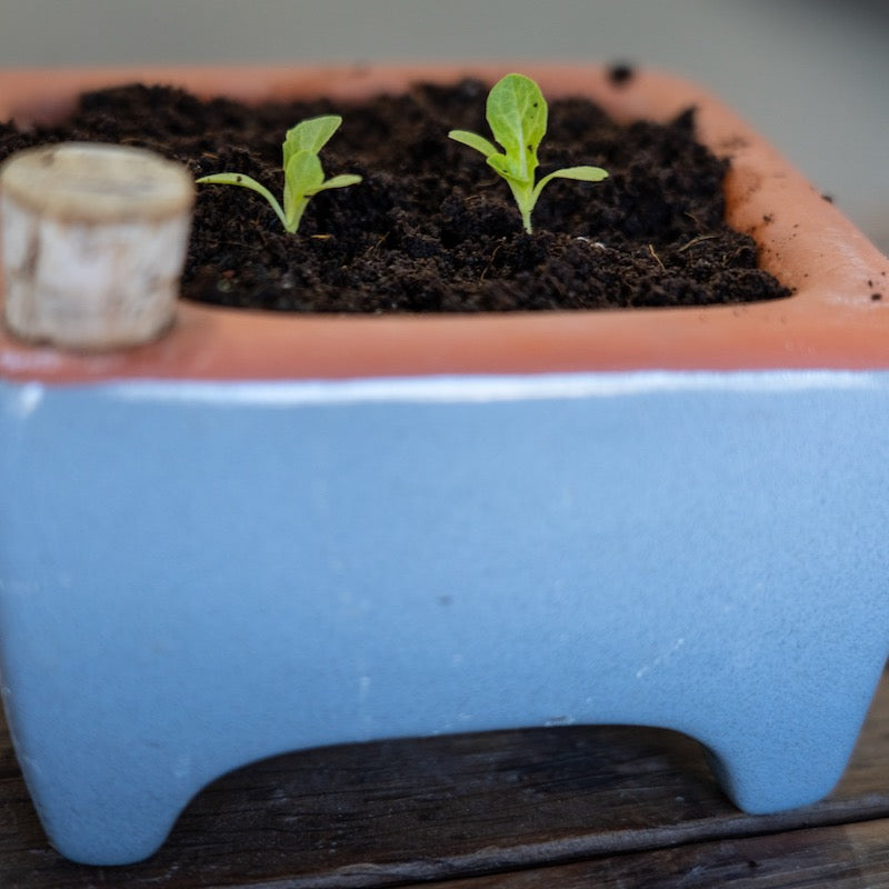 Flash Sale! 35% Off (ended July 28, 2024 at 9:00 pm) Square Self-Watering Seed Tray