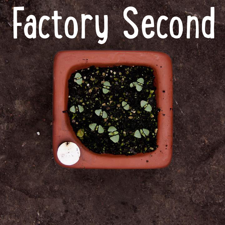 Flash sale! Bundle of FOUR Factory Second Square Seed Trays