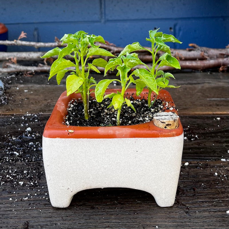 Flash Sale! 35% Off (ended July 28, 2024 at 9:00 pm) Square Self-Watering Seed Tray