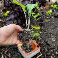 Flash Sale! 50% (ended August 13 2023 at 9:00 pm) Square Self-Watering Seed Tray