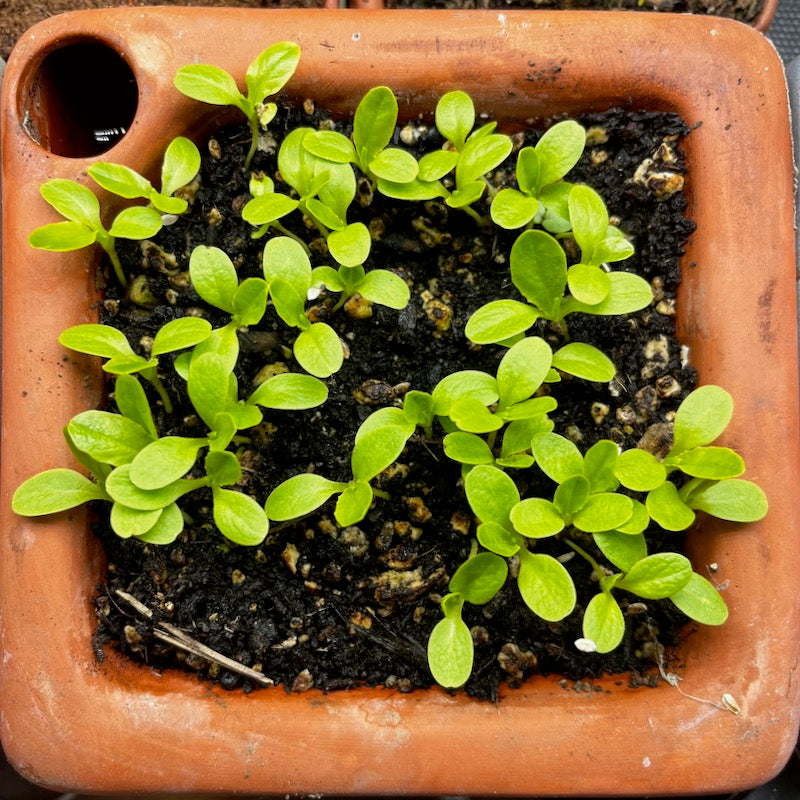 Flash Sale! 35% Off (ended July 28, 2024 at 9:00 pm) Square Self-Watering Seed Tray