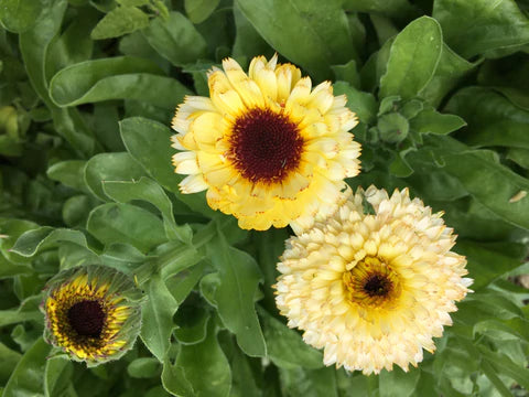 Snow Princess Calendula Seeds – Orta Gardens