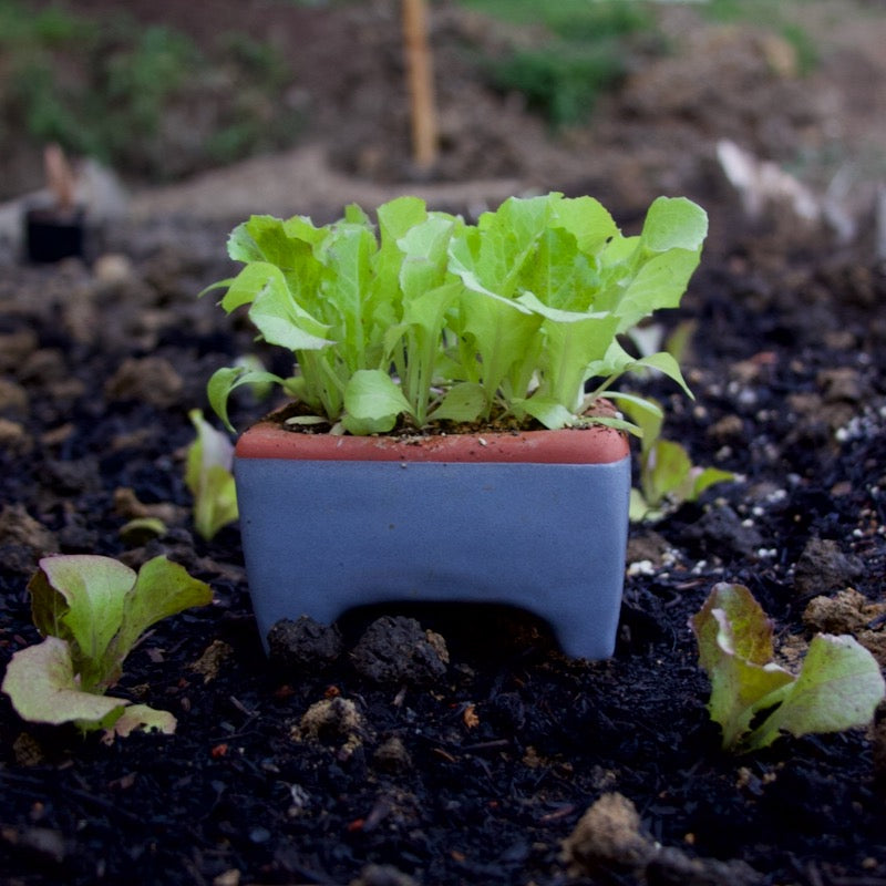Flash Sale! 35% Off (ended July 28, 2024 at 9:00 pm) Square Self-Watering Seed Tray