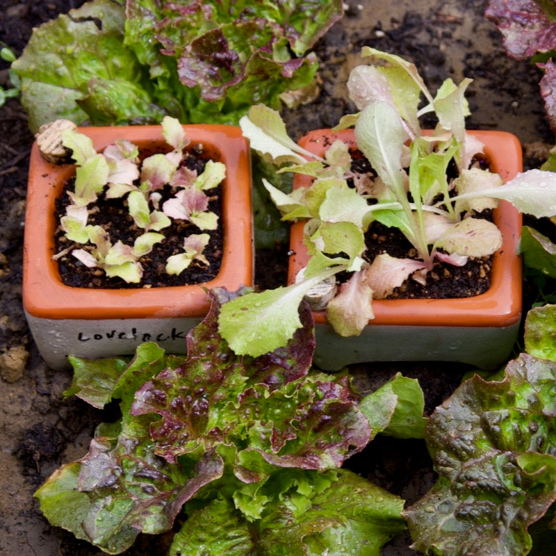 Flash Sale! 35% Off (ended July 28, 2024 at 9:00 pm) Square Self-Watering Seed Tray