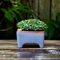 Flash Sale! 35% Off (ended July 28, 2024 at 9:00 pm) Square Self-Watering Seed Tray