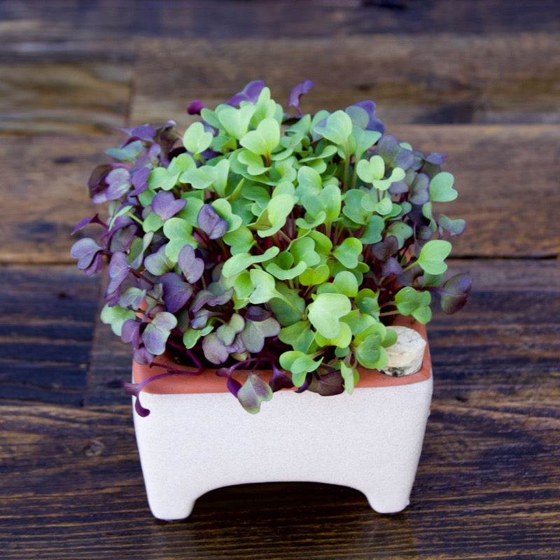 Flash Sale! 35% Off (ended July 28, 2024 at 9:00 pm) Square Self-Watering Seed Tray