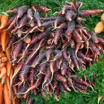 Purple Dragon Carrot seeds