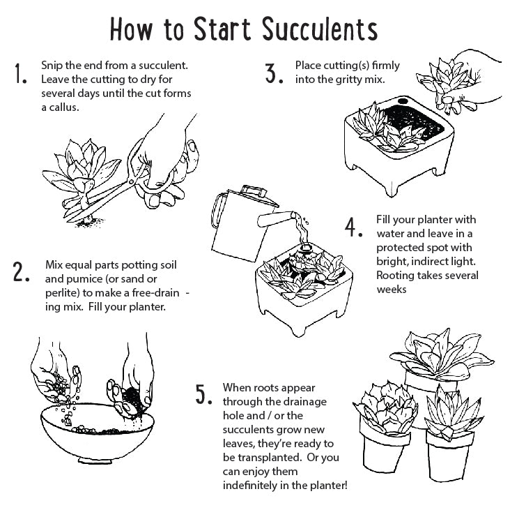 Factory Second Microgreen Kit, Non-Toxic and Self Watering
