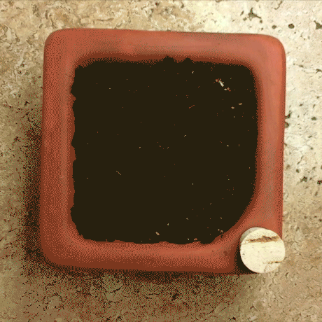 Factory Second Microgreen Kit, Non-Toxic and Self Watering