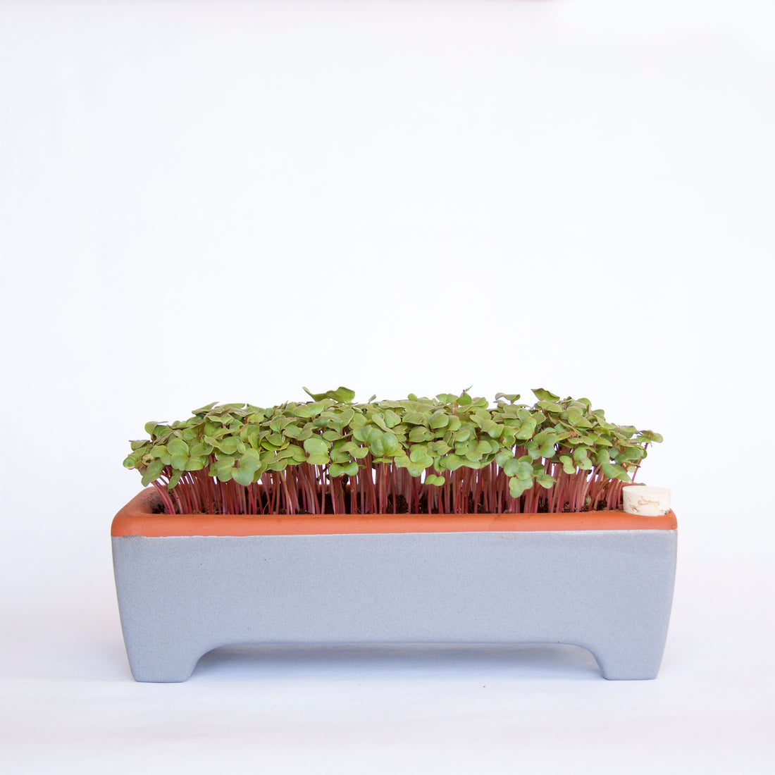 Large Microgreen Kit, Zero Waste and Self-Watering