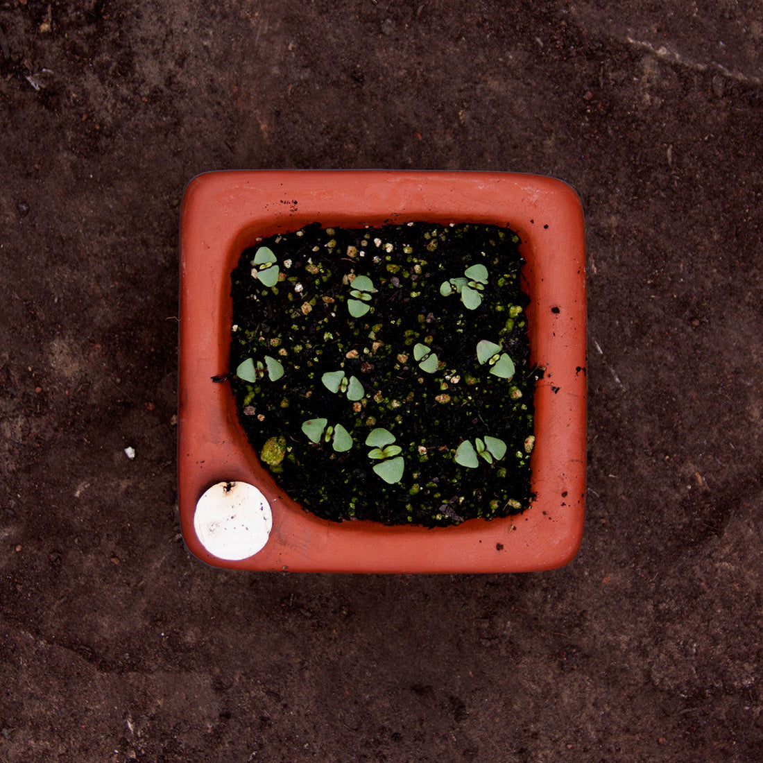Flash Sale! 35% Off (ended July 28, 2024 at 9:00 pm) Square Self-Watering Seed Tray