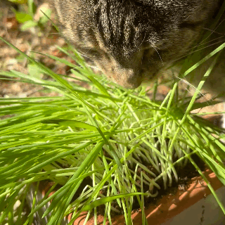 cat self watering plant Self-Watering Cat Grass Kit