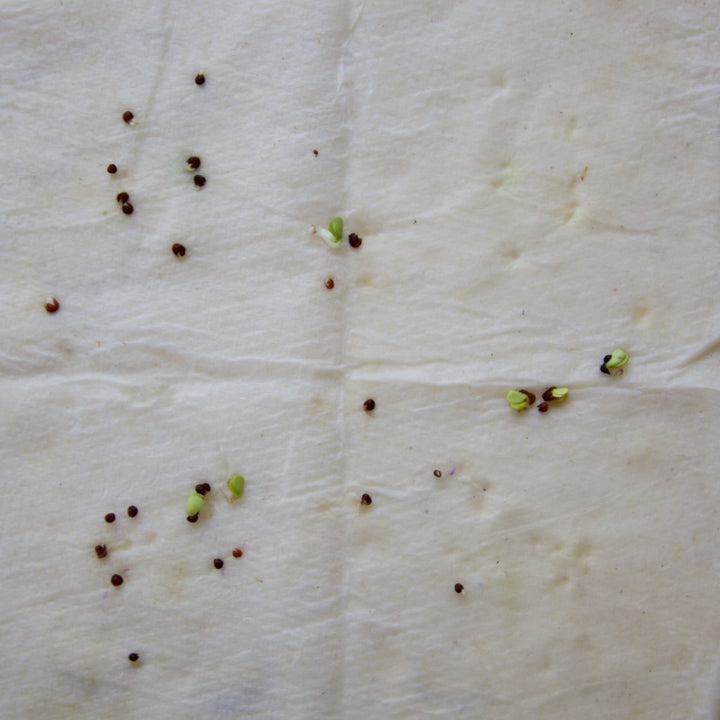 How to test if seeds are good:  A germination test.