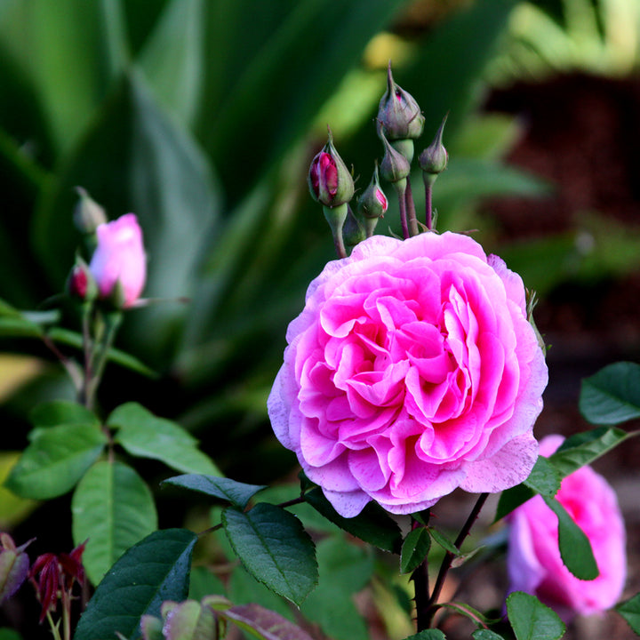 This Weekend: Pruning, especially roses