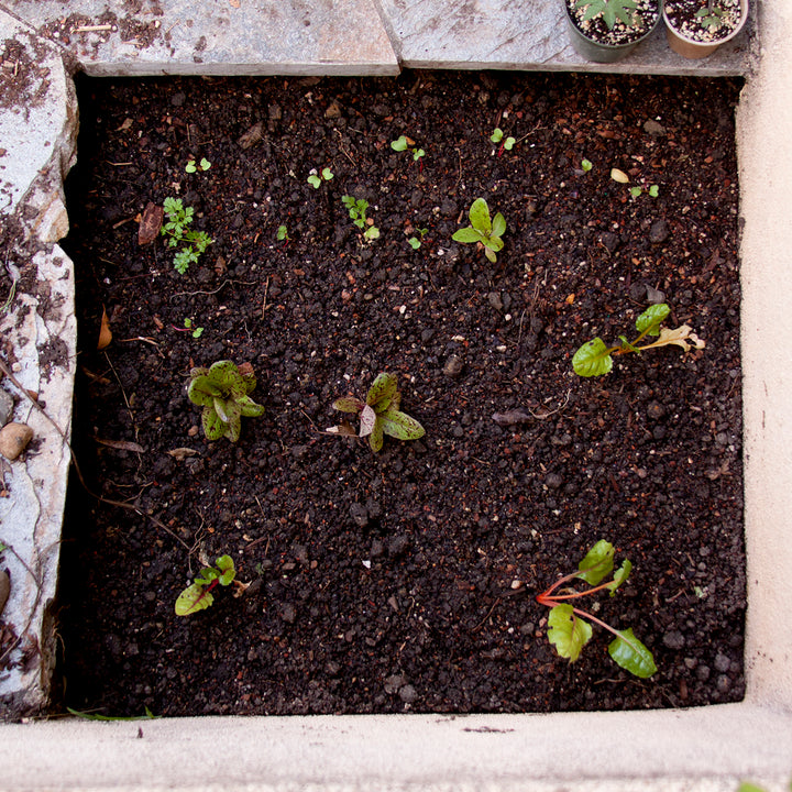 This Weekend: Vegetable Gardening Basics, #pandemicgardening