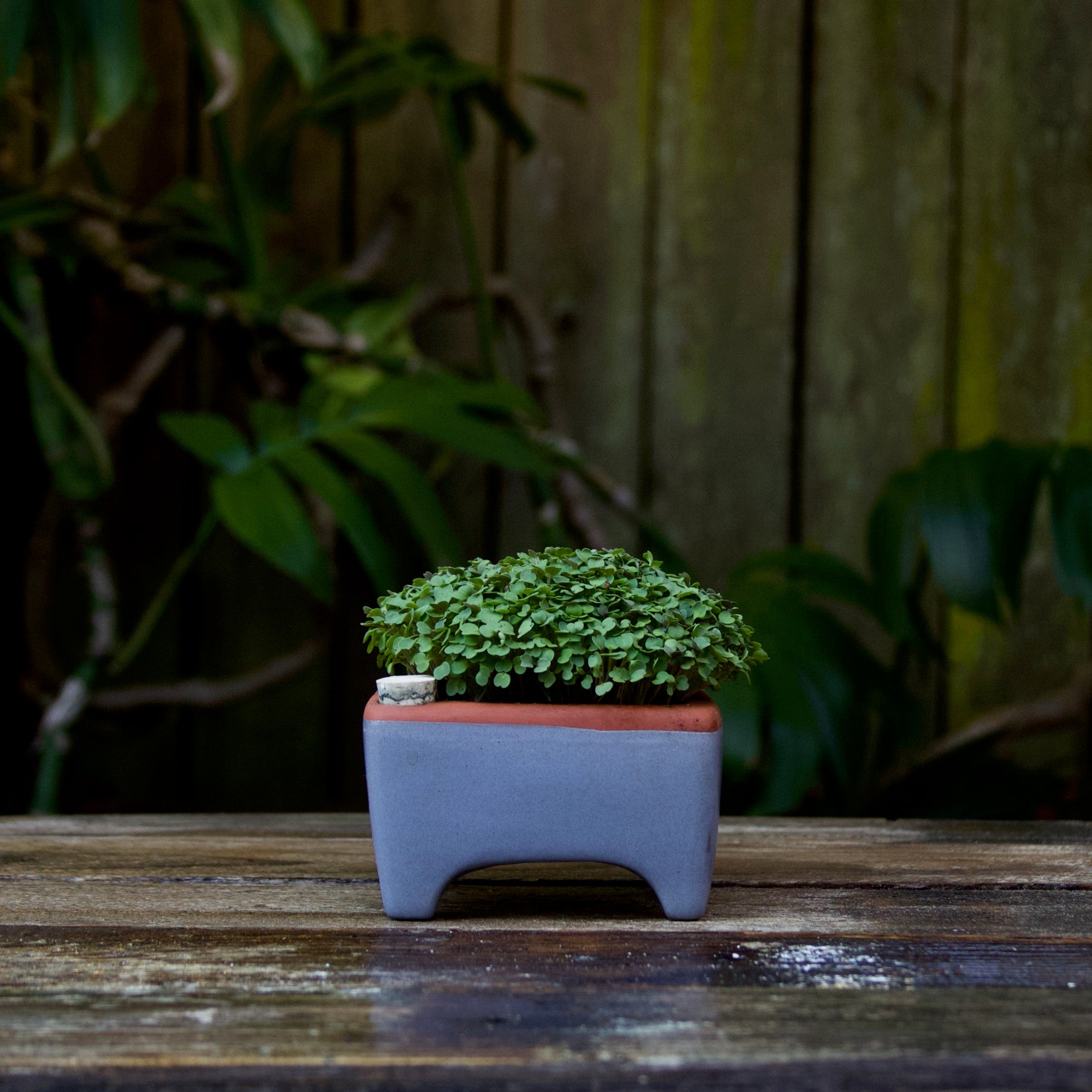 Self-Watering Microgreen Kits – Orta Gardens