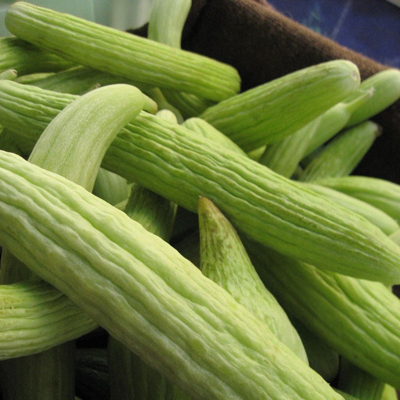 Armenian Cucumber Organic Seeds