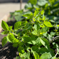 Tulsi Basil Seeds Temperate - Organic