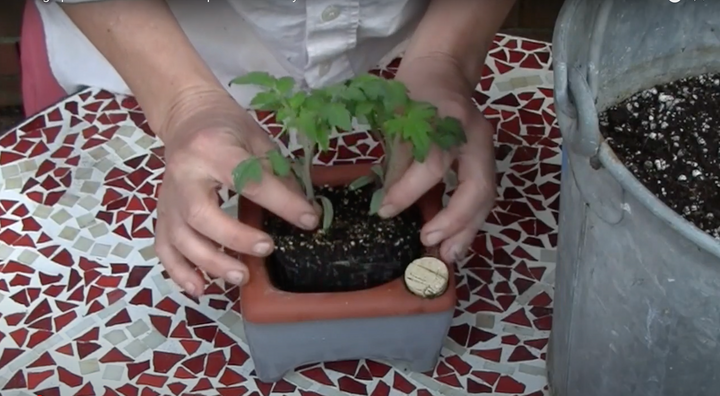 Transplanting tomato seedlings from self-watering seed pot non-toxic and plastic free