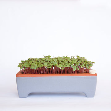 SALE! Large Microgreen Kit. Sale ends Monday August 28th at Noon