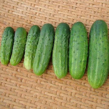 Addis pickle cucumber seeds - organic