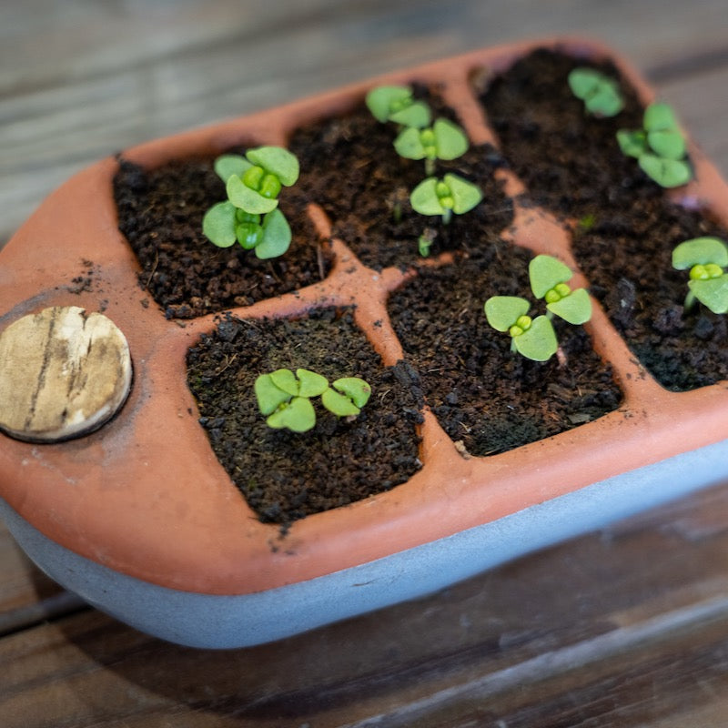 Food Security Beginner Seed Starter Kit