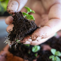 Food Security Beginner Seed Starter Kit